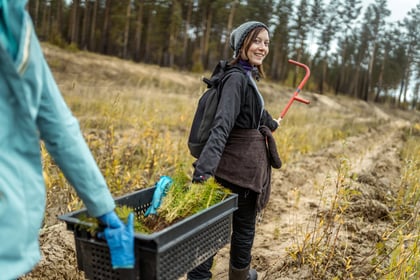 Turn Your Forest Land into a Certified Tree Farm