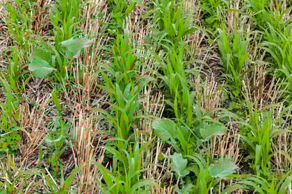 Cover crops for gardens