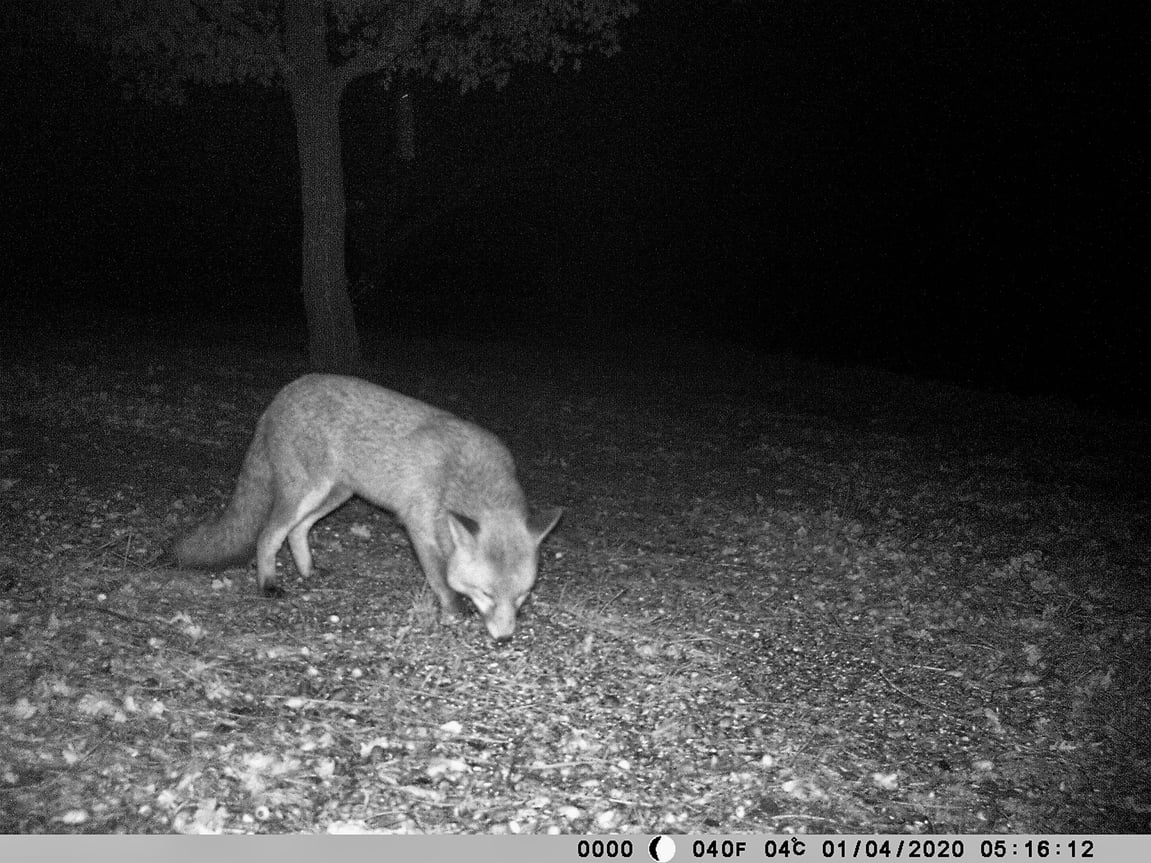 Backyard Sleuthing: Tips on Choosing a Wildlife Camera/Trail Cam for your Rural Land