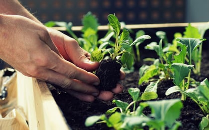 7 Gardening Tips to Save You Time and Money