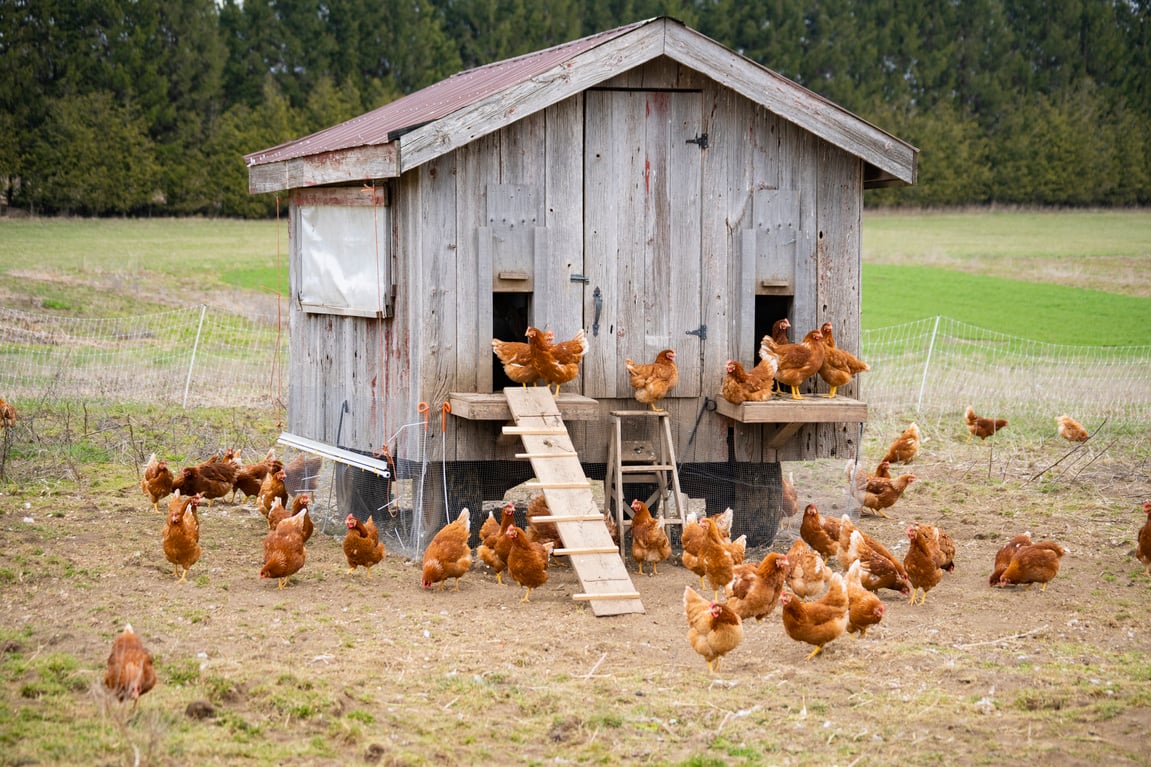 How to Predator-Proof Your Chicken Coop