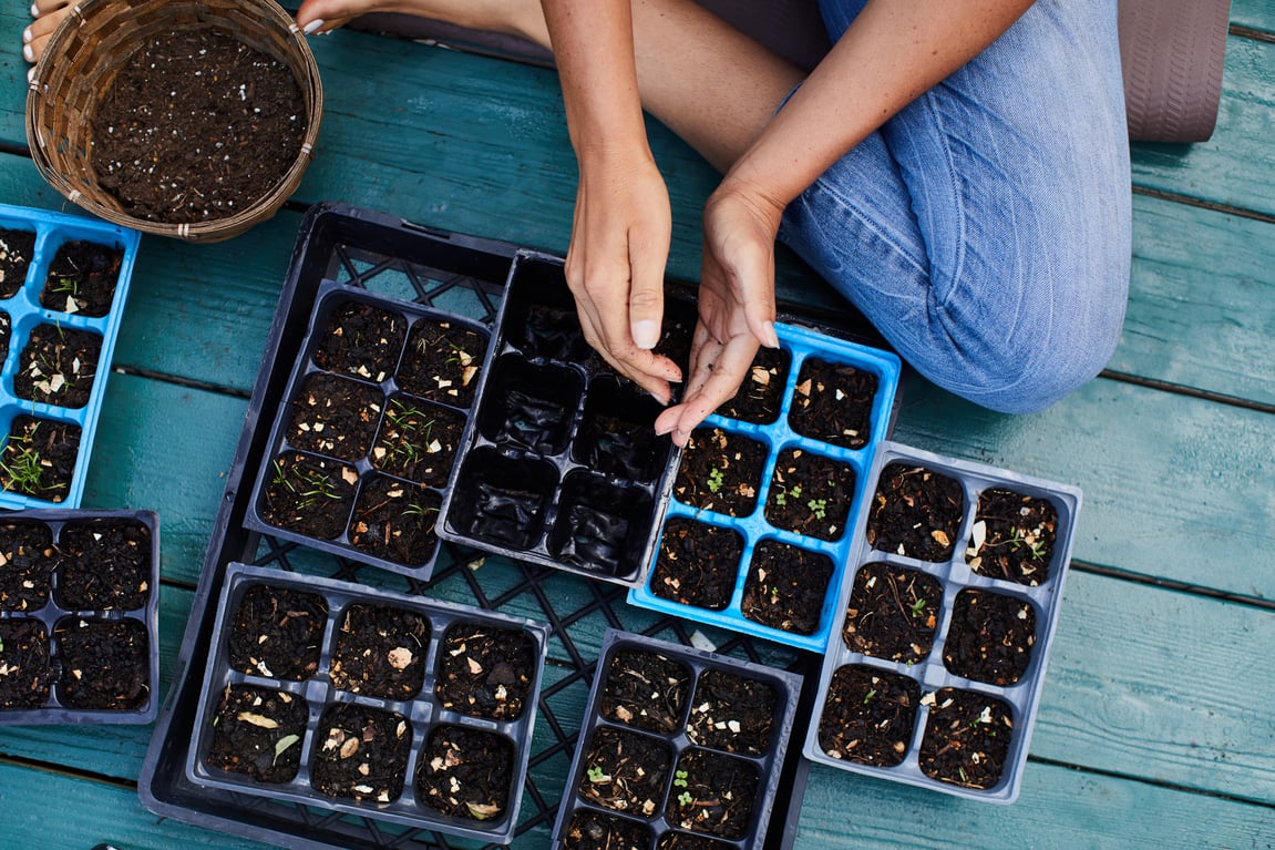 How To Start Seeds: Comparing 3 low-Waste Seed Starting Methods