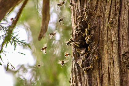 Wild Bees and Sourwood Honey