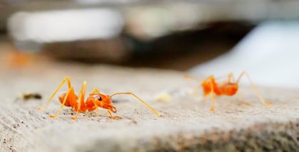 Warming By the Fire Ants