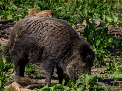 Recognizing the Evidence of Wildlife Around Us