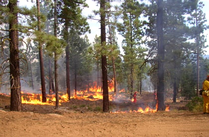 The Benefits of Prescribed Burns for Private Forested Land