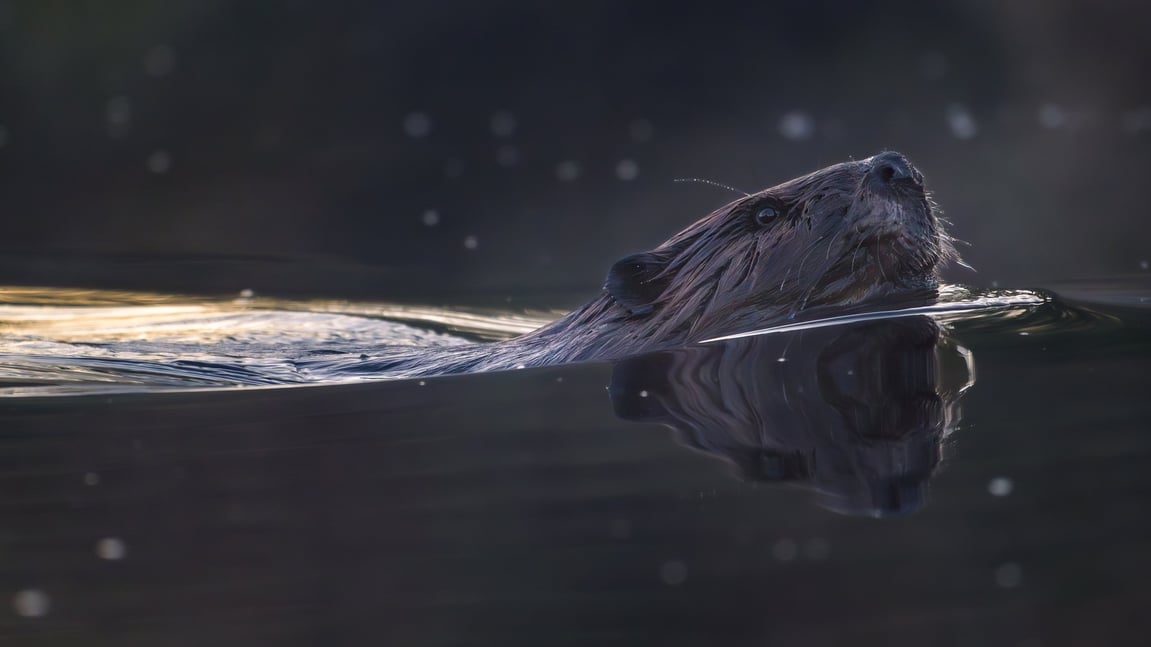 Return of the Beaver