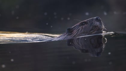 Return of the Beaver