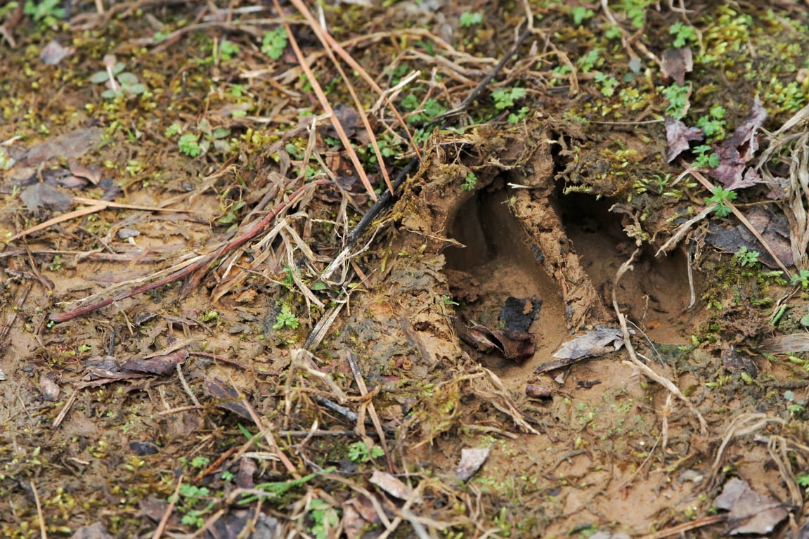 Reading Nature's Newspaper: How To Spot Evidence of Wildlife On Your Land