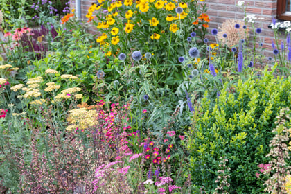 How to Transition Your Garden to Perennials this Fall