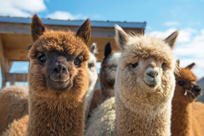 All About Raising Alpacas: An Interview With Pat Waters