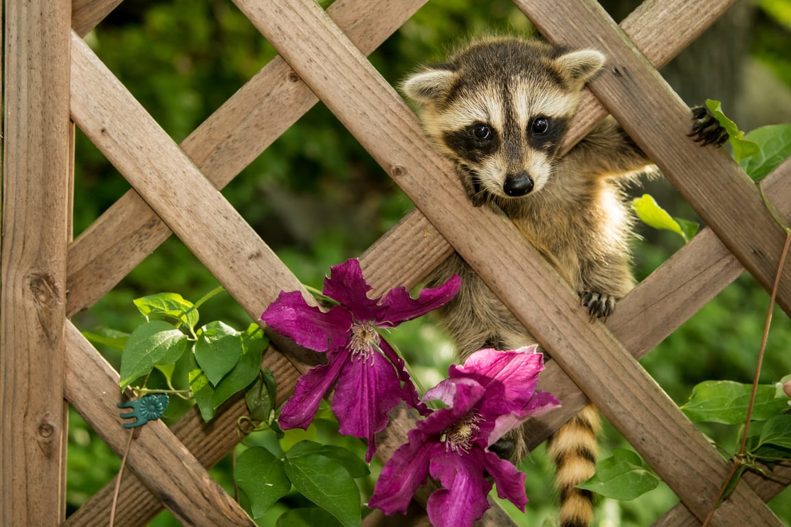 Mistakes Animals Make