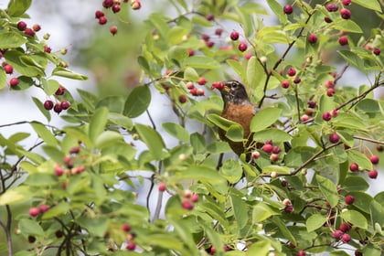 3 Multi-Functional Trees and Shrubs To Plant This Spring