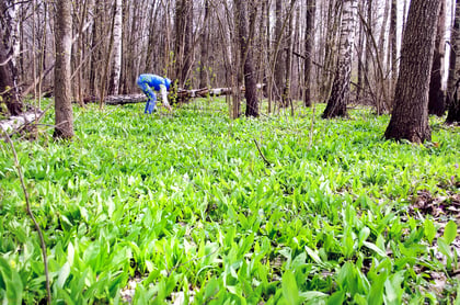 How To Farm In The Woods—An Introduction to Non-Timber Forest Products (NTFPs)