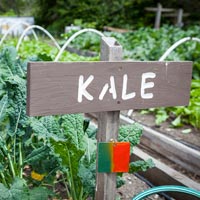 Growing Kale in a Garden
