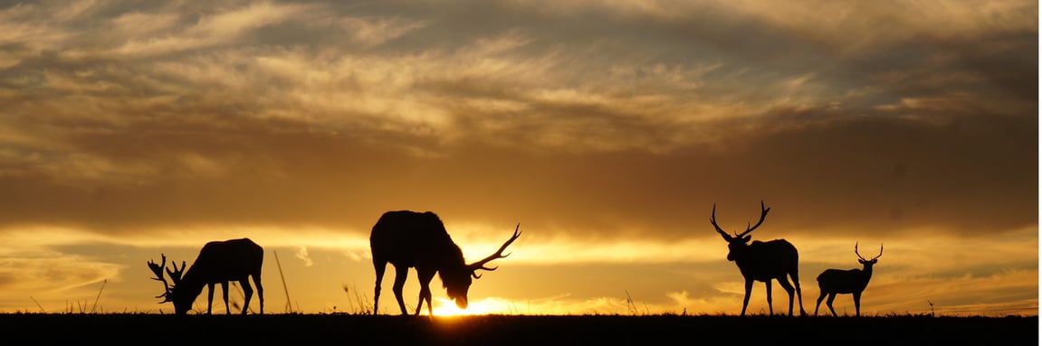 Hunting for the Hungry: How Hunters and Farmers can Help Beat Hunger