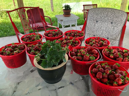 Strawberry Jammin' With The Perfect Strawberry Jam Recipe