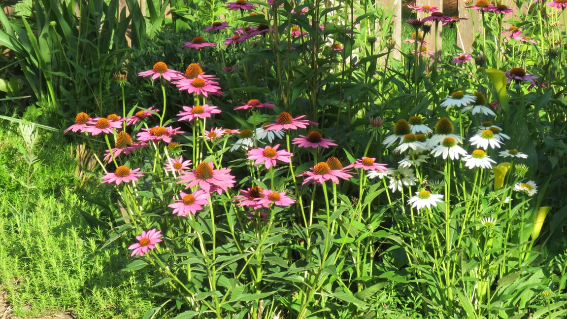 The Money-Saving Genius Of Perennials + Best Varieties For Your Homestead