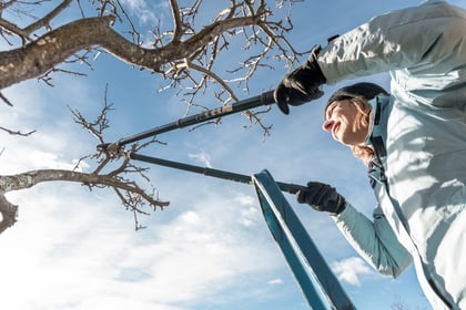 Pruning Tools