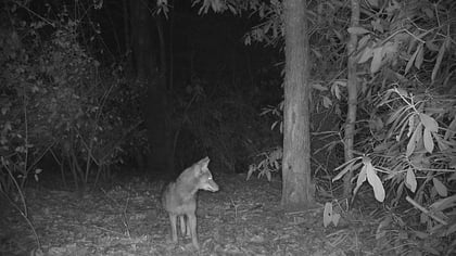 Tips for Identifying Animals That Pass in the Night