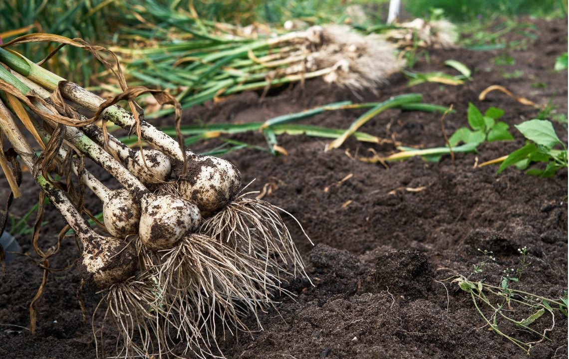 How To Grow Garlic: A Simple Guide