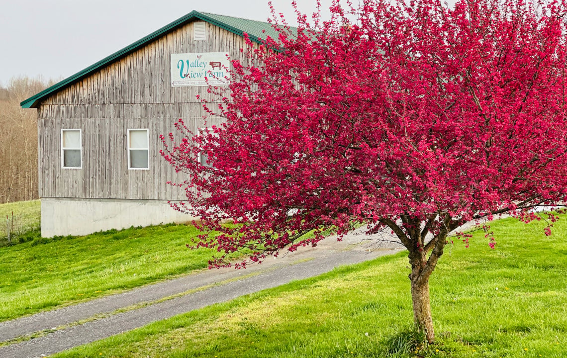 A Celebration Of Springtime in Appalachia