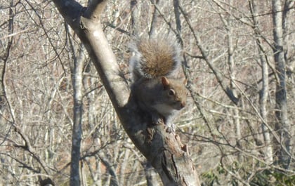 Squirrel Hunting: the Right Game for Young Hunters