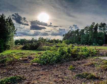 How to Transform Raw Land into a Homestead