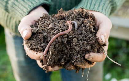 Worm Charming and DIY Worm Farms: Summer Fun For Kids (And Anglers) Of All Ages