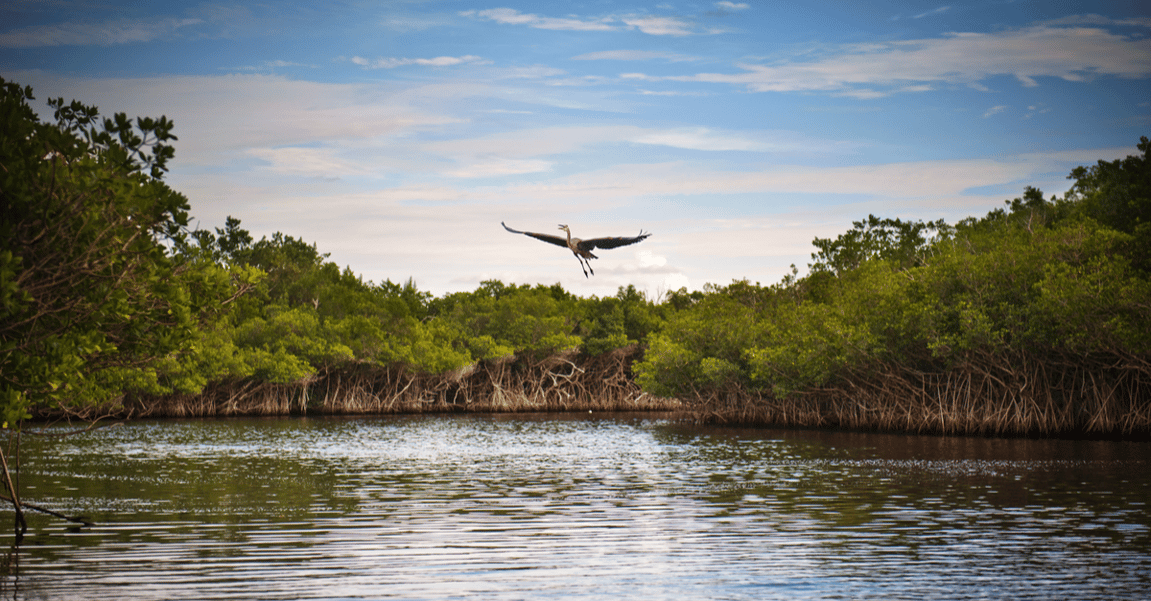 the-pros-and-cons-of-wetlands